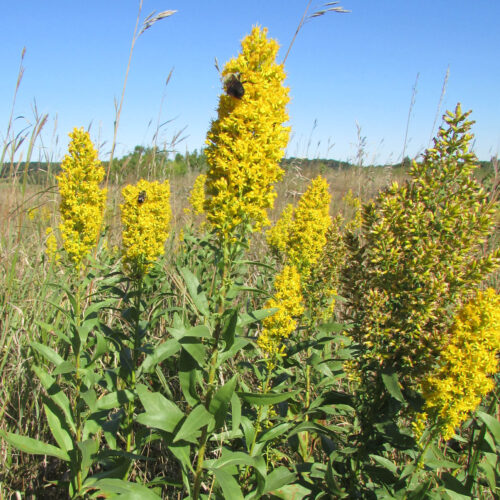 Showy Goldenrod