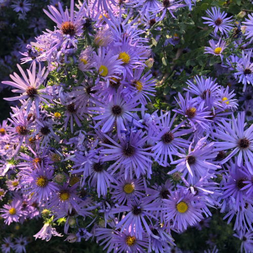 Sky Blue Aster