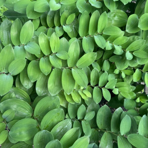 Solomon’s Seal