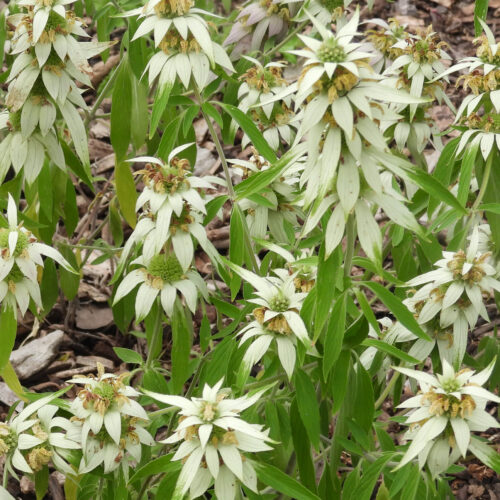 Spotted Bee Balm