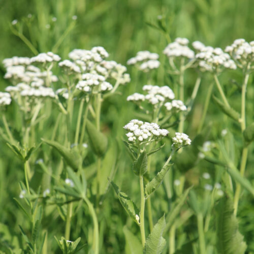 Wild Quinine