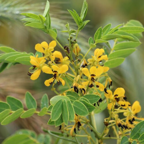 Wild Senna