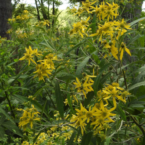 Wingstem