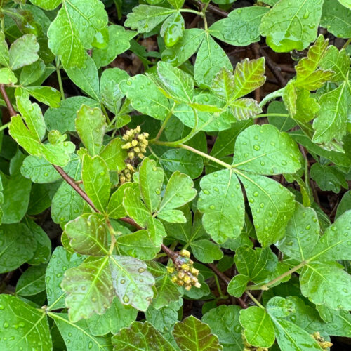 Fragrant Sumac